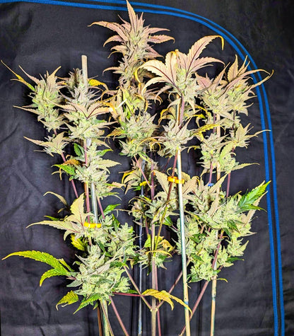 Roślina odmiany Tropicana Cookies Auto – zdjęcie 4