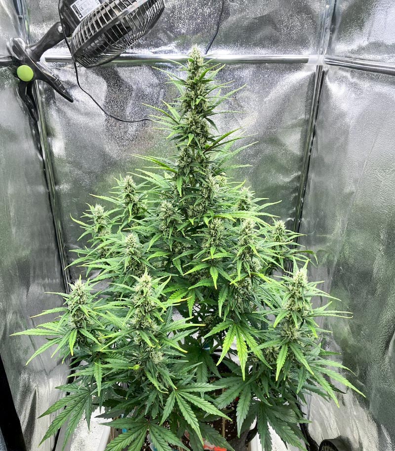 Roślina odmiany Sour Diesel Auto – Herbies Seeds – zdjęcie 6