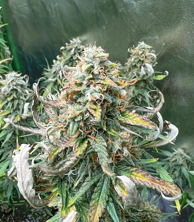 Roślina odmiany Godzilla Cookies Auto – zdjęcie 3