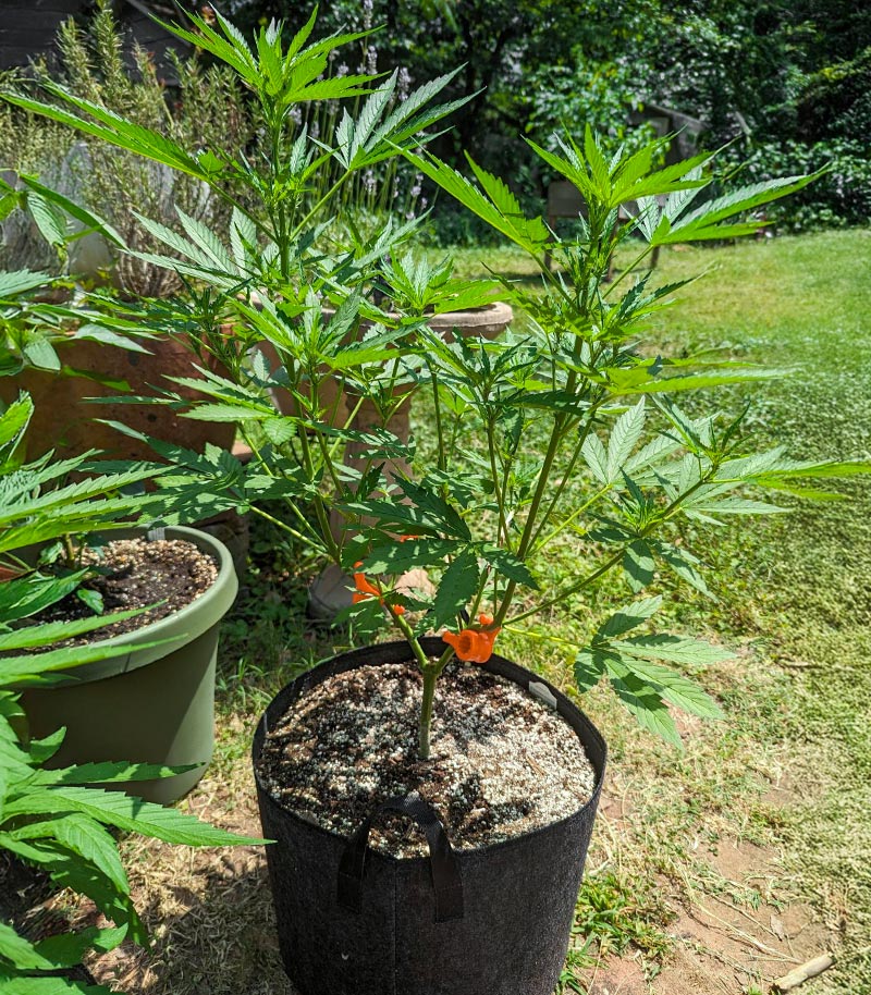 Roślina odmiany Humboldt Dream Autoflower – zdjęcie 5