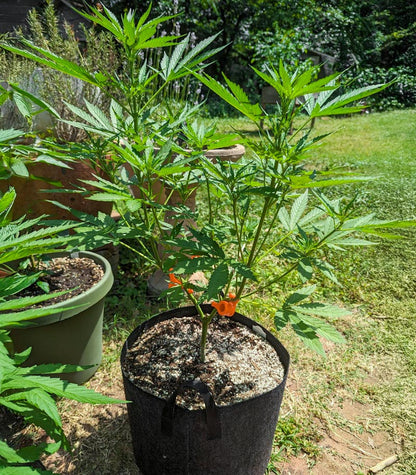 Roślina odmiany Humboldt Dream Autoflower – zdjęcie 5