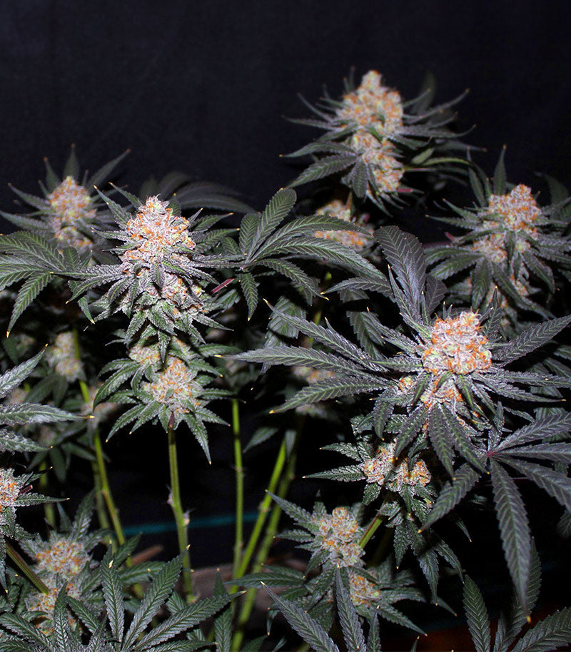 Roślina odmiany Tropicana Cookies Fast Flowering – zdjęcie 6