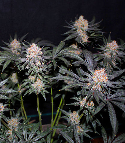 Roślina odmiany Tropicana Cookies Fast Flowering – zdjęcie 6