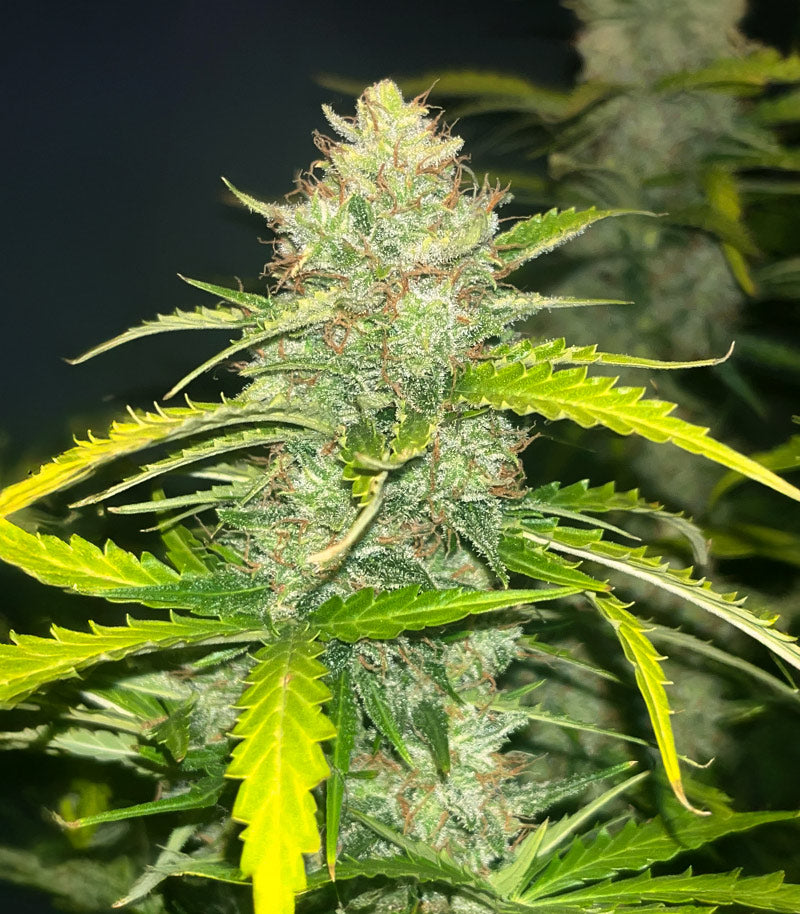 Roślina odmiany Blue Dream Autoflower – Seedkeepers – zdjęcie 5
