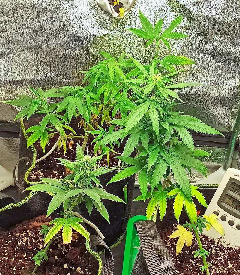 Roślina odmiany Godzilla Original Glue GG#4 Auto – zdjęcie 3