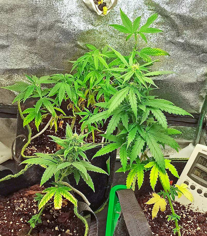 Roślina odmiany Godzilla Original Glue GG#4 Auto – zdjęcie 3