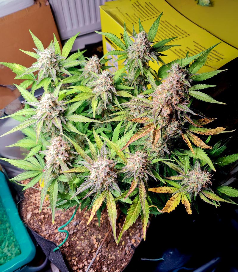 Roślina odmiany Blue Dream Autoflower – Seedkeepers – zdjęcie 4