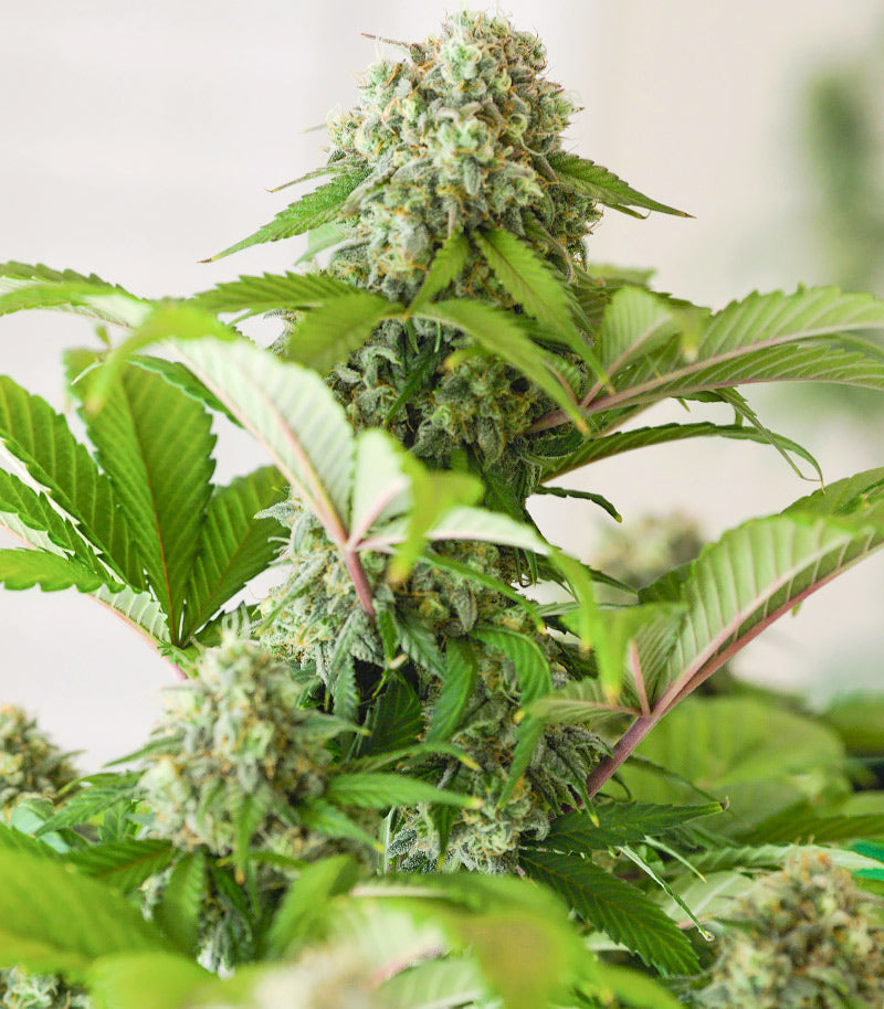 Roślina odmiany Godzilla Original Glue GG#4 – zdjęcie 4