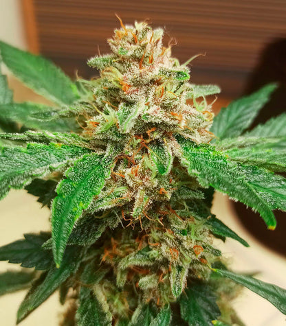 Roślina odmiany Purple Punch Auto – Fast Buds – zdjęcie 5