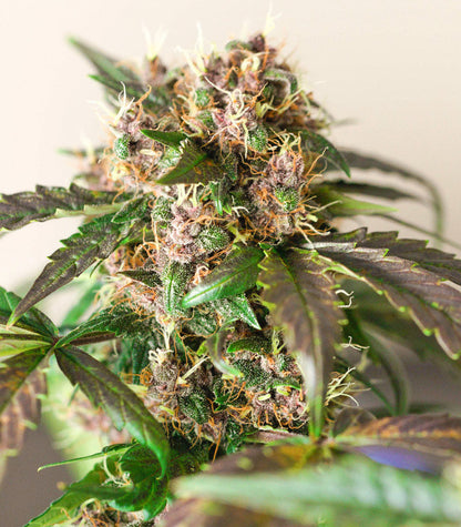 Roślina odmiany Godzilla Original Glue GG#4 – zdjęcie 3