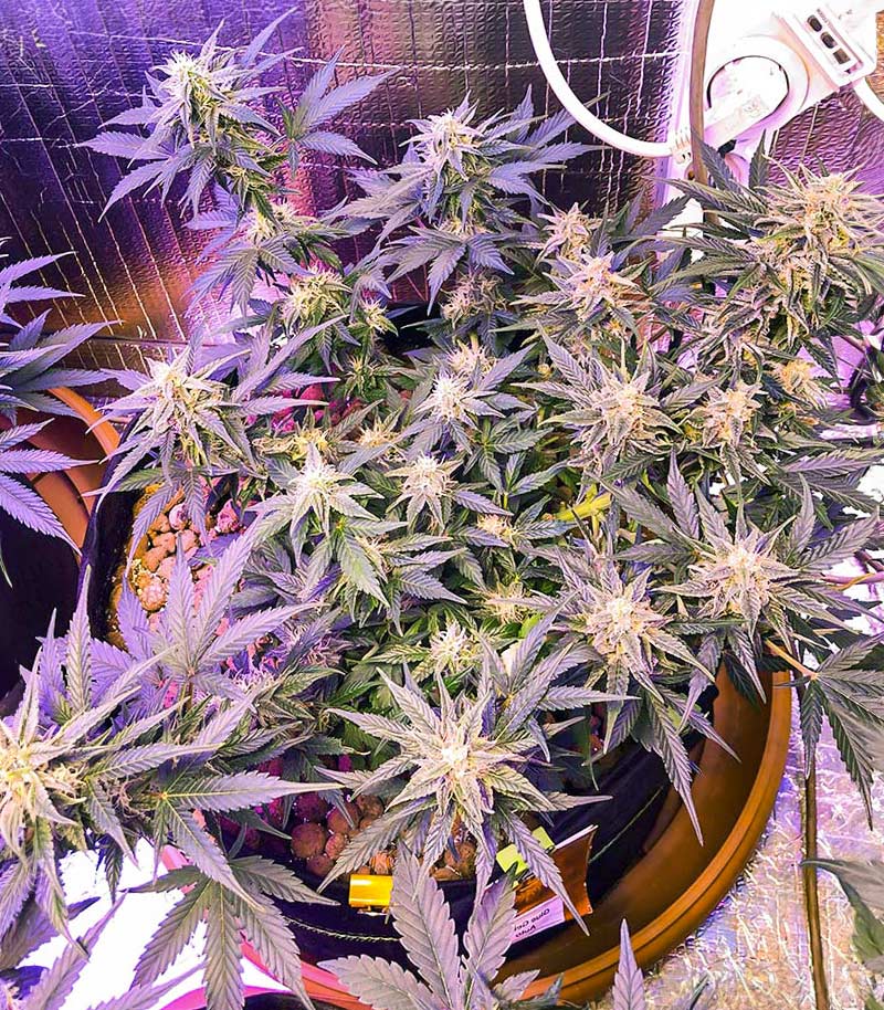 Roślina odmiany Gelato Glue Autoflower – zdjęcie 5