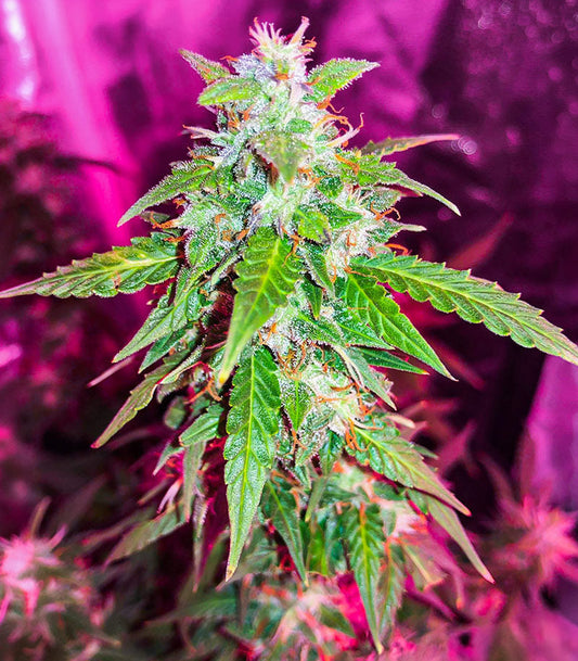 Roślina odmiany Quarter Pounder Autoflower – zdjęcie 3