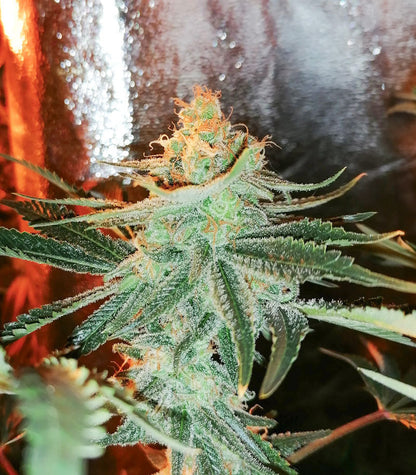 Roślina odmiany Big Bud Auto – Herbies Seeds – zdjęcie 6