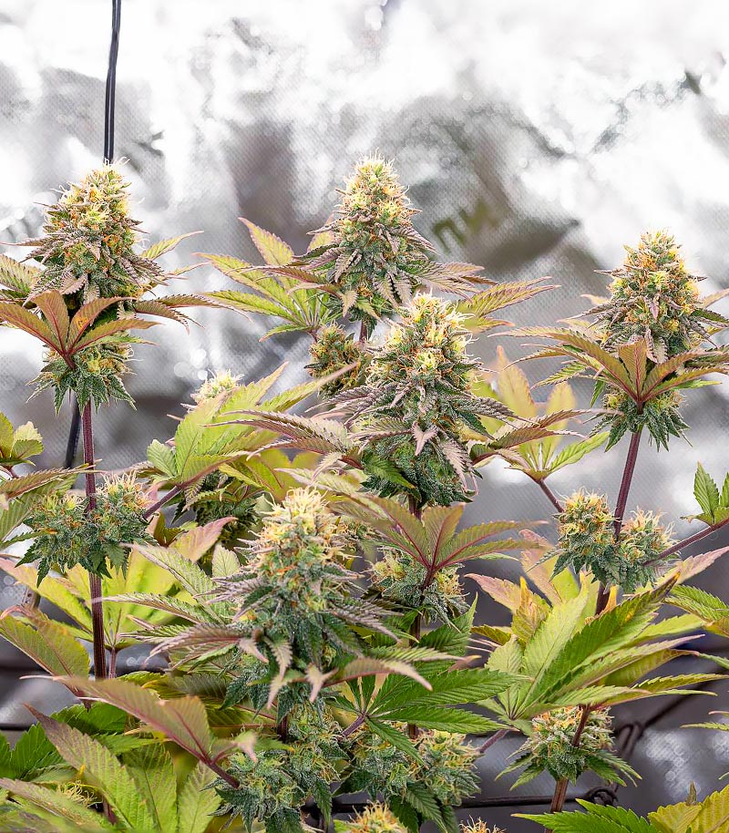 Roślina odmiany Girl Scout Cookies – Barney's Farm – zdjęcie 4