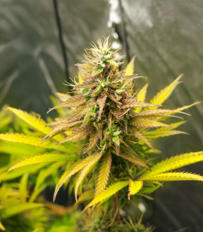 Roślina odmiany Humboldt Headband Autoflower – zdjęcie 6