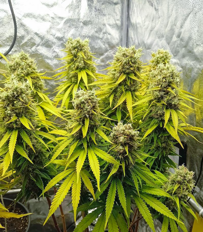 Roślina odmiany Amnesia Haze – zdjęcie 3