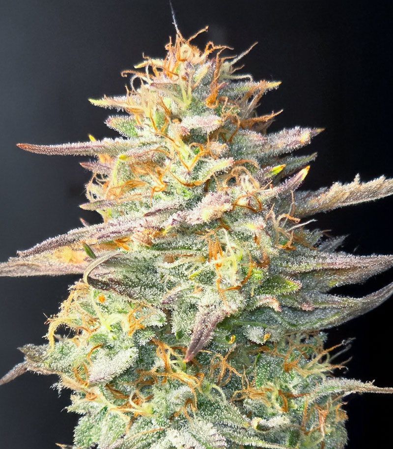 Roślina odmiany Chemdog Fast Version – Seedkeepers – zdjęcie 11