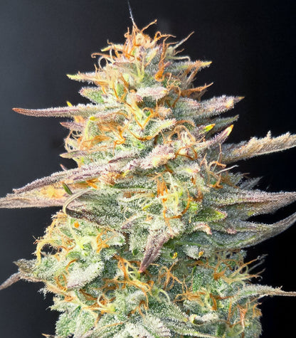 Roślina odmiany Chemdog Fast Version – Seedkeepers – zdjęcie 11