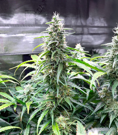 Roślina odmiany OG Kush Autoflower – zdjęcie 6