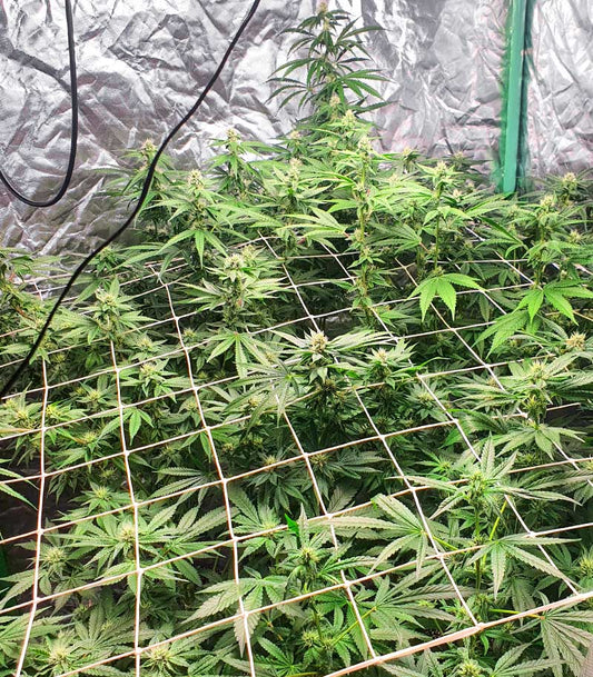Roślina odmiany Tropicana Cookies Fast Flowering – zdjęcie 3