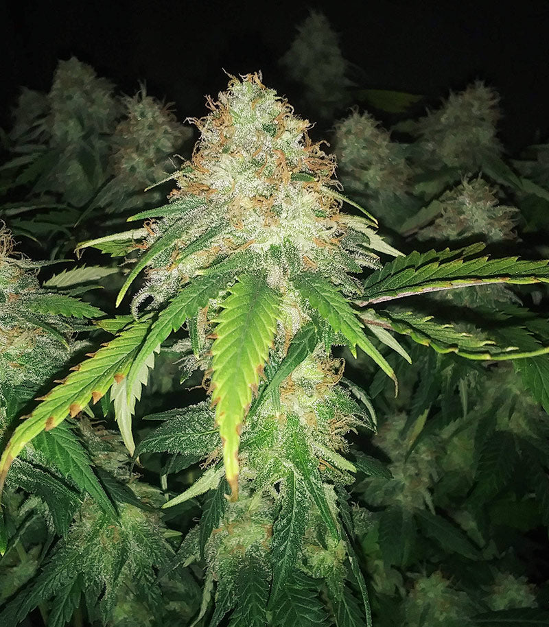 Roślina odmiany Super Lemon Haze – zdjęcie 3
