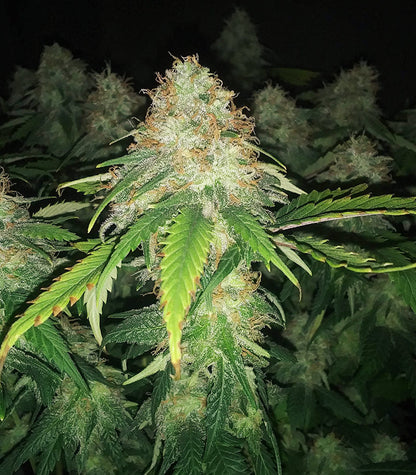Roślina odmiany Super Lemon Haze – zdjęcie 3
