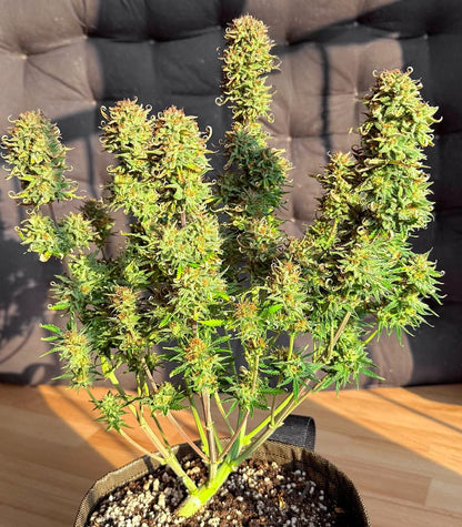 Roślina odmiany Vanilla Latte Autoflower – zdjęcie 5