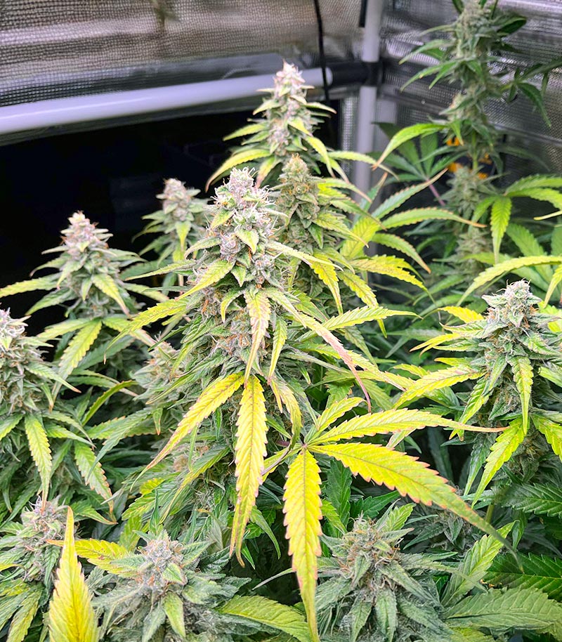 Roślina odmiany OG Kush Autoflower – zdjęcie 5