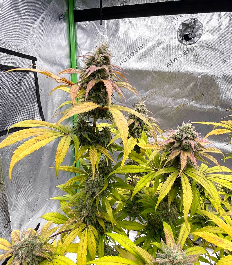 Roślina odmiany Super Lemon Cloud Auto – zdjęcie 6