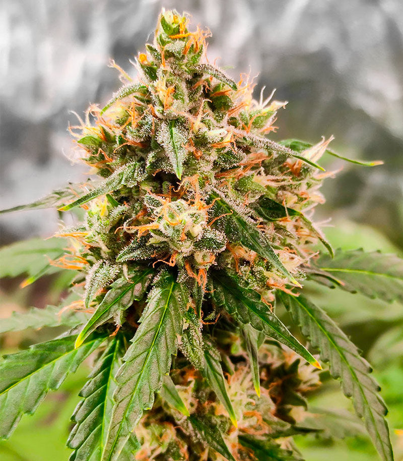 Roślina odmiany Wedding Cake Autoflower – EGS – zdjęcie 3
