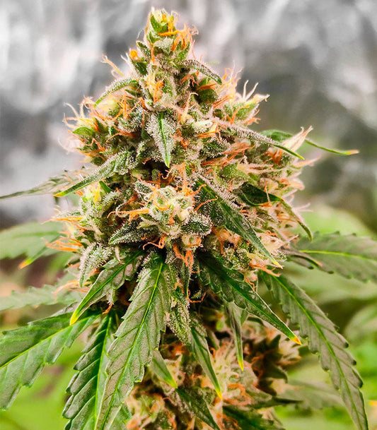 Roślina odmiany Wedding Cake Autoflower – EGS – zdjęcie 3