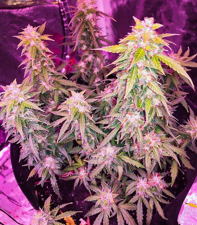 Roślina odmiany Quarter Pounder Autoflower – zdjęcie 4