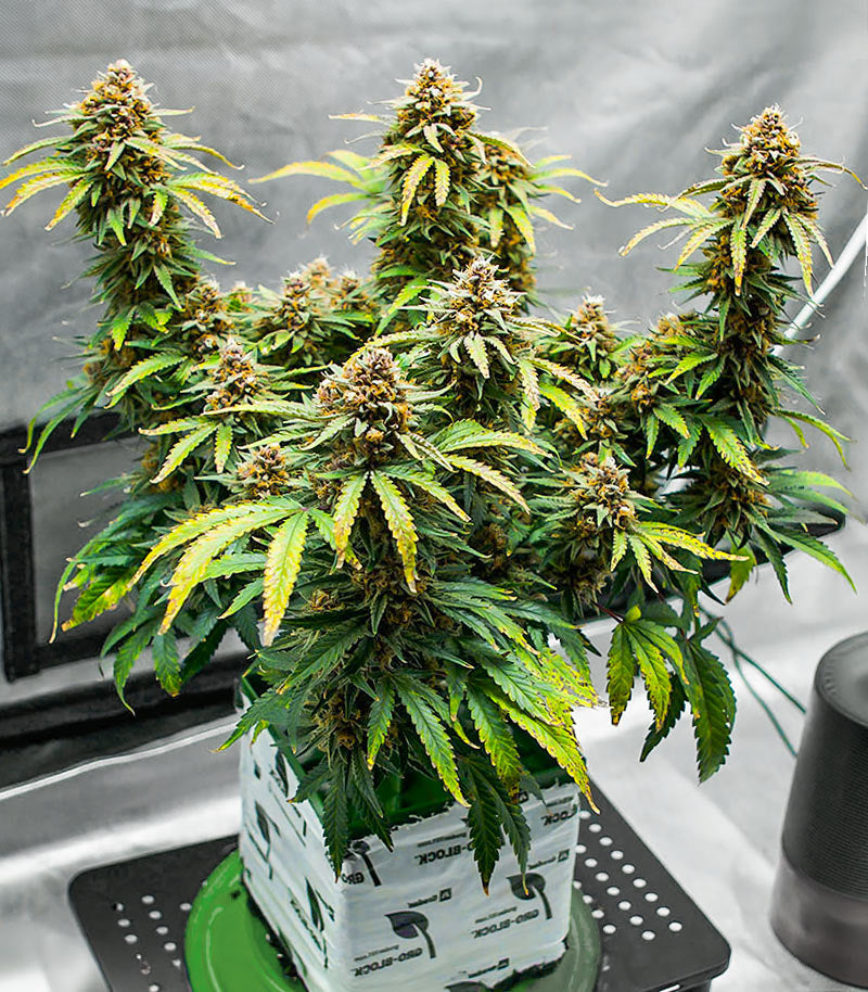 Roślina odmiany Runtz Autoflower – EGS – zdjęcie 4