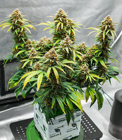 Roślina odmiany Runtz Autoflower – EGS – zdjęcie 4