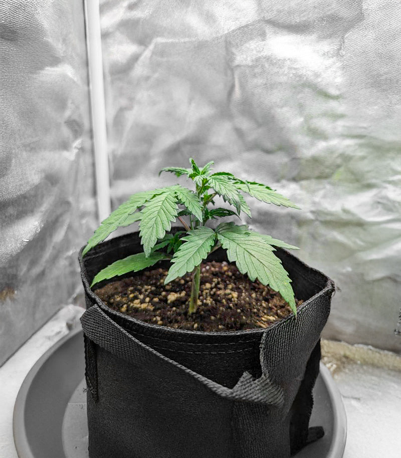 Roślina odmiany Purple Tropicana Cookies Autoflower – zdjęcie 6