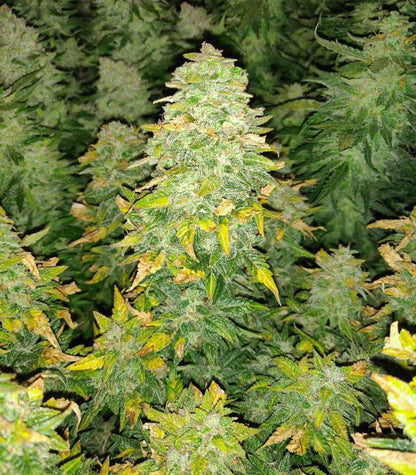 Roślina odmiany Sour Diesel – Barney's Farm – zdjęcie 8