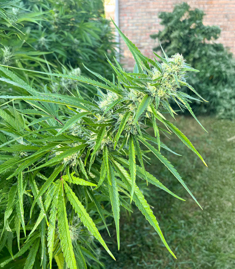 Roślina odmiany Chemdog Fast Version – Seedkeepers – zdjęcie 8
