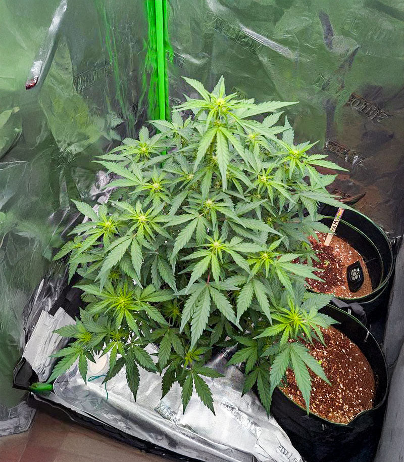 Roślina odmiany Candy Cane Mango Autoflower – zdjęcie 7