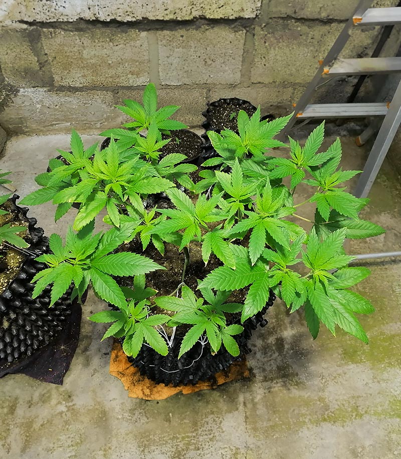 Roślina odmiany Gorilla Cookies Fast Flowering – zdjęcie 3