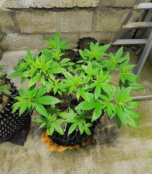 Roślina odmiany Gorilla Cookies Fast Flowering – zdjęcie 3