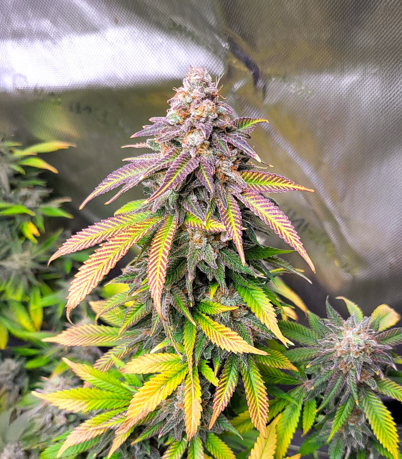Roślina odmiany Dream Queen Autoflower – zdjęcie 6