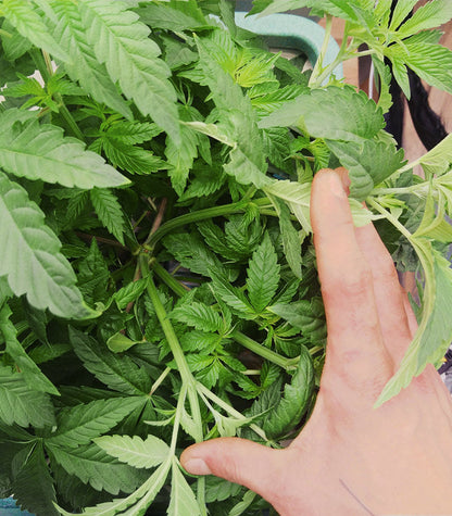 Roślina odmiany Mimosa × Orange Punch – zdjęcie 7
