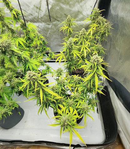Roślina odmiany Also Know 47 Autoflower – zdjęcie 5