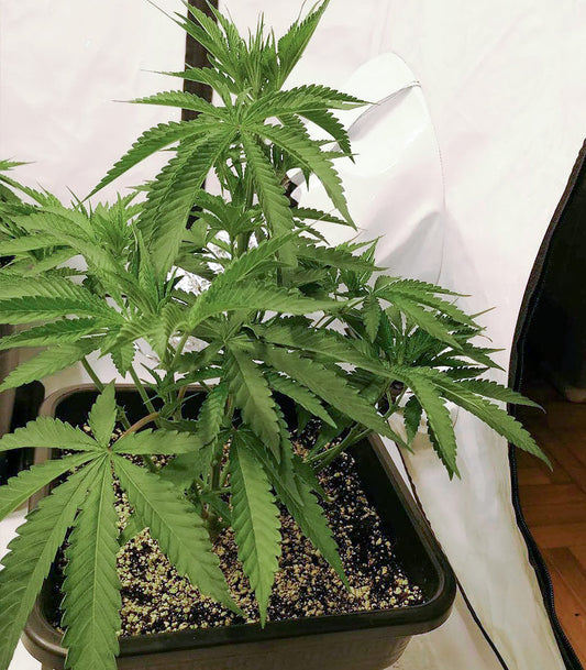 Roślina odmiany Mimosa × Orange Punch – zdjęcie 3