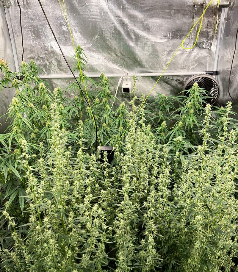 Roślina odmiany Bruce Banner Autoflower – Seedkeepers – zdjęcie 4