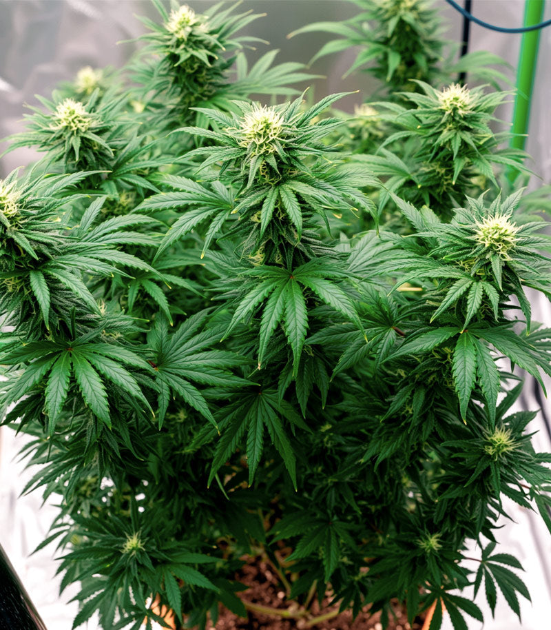 Roślina odmiany Bruce Banner #3 – Blimburn Seeds – zdjęcie 3