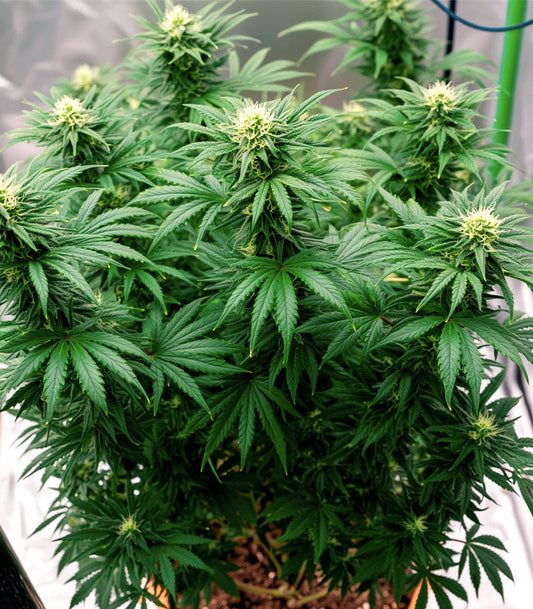Roślina odmiany Bruce Banner #3 – Blimburn Seeds – zdjęcie 3