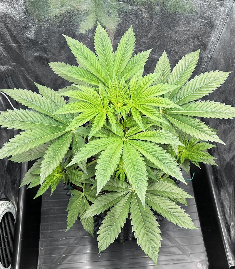 Roślina odmiany Tropicana Cookies Fast Flowering – zdjęcie 4