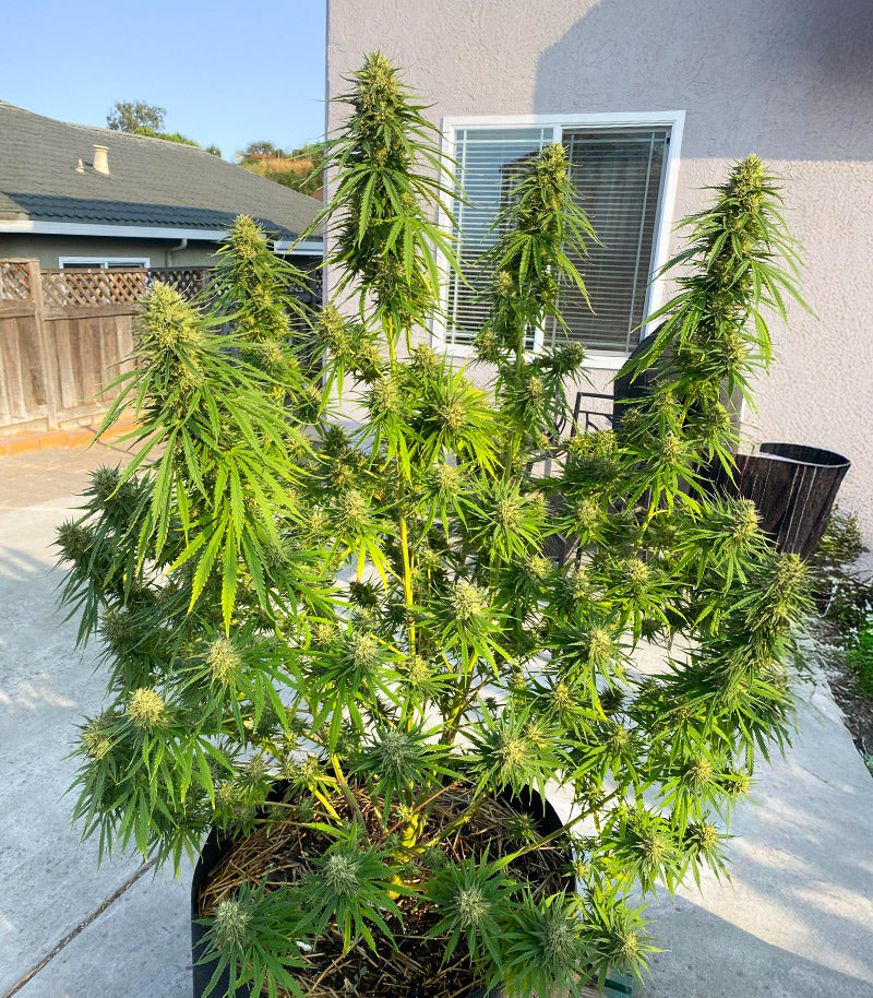 Roślina odmiany 1-800-Cinderella-99 Autoflower – zdjęcie 9