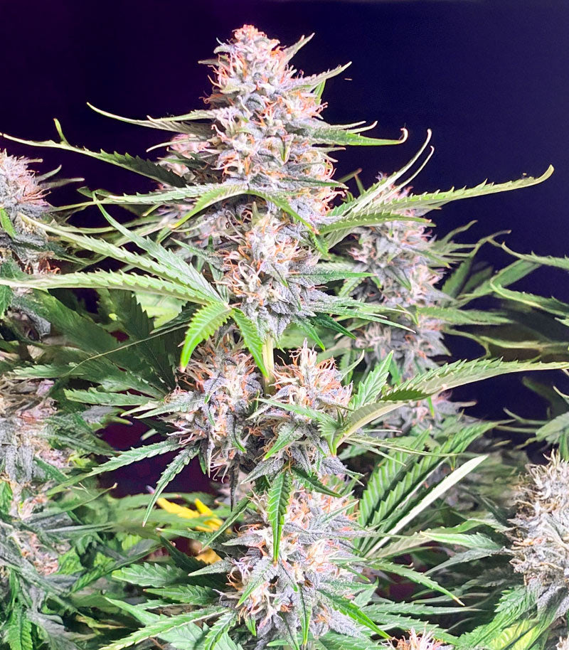 Roślina odmiany Bruce Banner Autoflower – Seedkeepers – zdjęcie 5